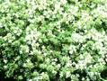 Thymus serpyllum Albus Image 1