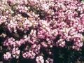 Thymus serpyllum Carmineus Image 1