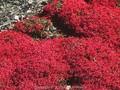 Thymus serpyllum Coccineus Image 1