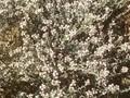 Thymus vulgaris Image 1