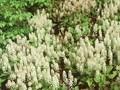 Tiarella collina Image 1