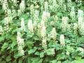 Tiarella Moorgrun Image 1