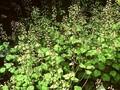 Tiarella polyphylla Image 1