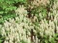 Tiarella wherryi Image 1
