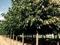 Tilia americana Image 1