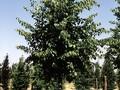 Tilia cordata Glenleven Image 1