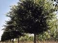 Tilia cordata Greenspire Image 1