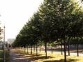 Tilia cordata Greenspire Image 3