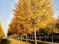 Tilia cordata Greenspire Image 2