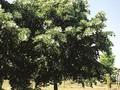 Tilia petiolaris Image 2