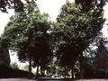 Tilia platyphyllos Image 1