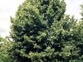 Tilia platyphyllos Image 2