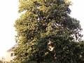 Tilia platyphyllos Image 3