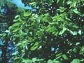 Tilia americana Nova Image 1