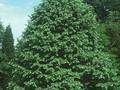 Tilia argentea Image 1