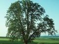 Tilia cordata Image 1