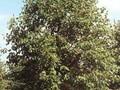 Tilia cordata Rancho Image 1