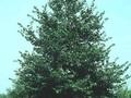 Tilia cordata Select Image 1
