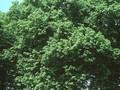 Tilia euchlora Image 1