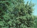 Tilia europaea Image 1