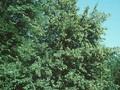 Tilia intermedia Image 1