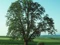 Tilia parvifolia Image 1