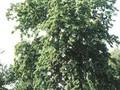 Tilia petiolaris Image 1