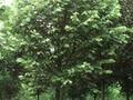 Tilia tomentosa Brabant Image 1