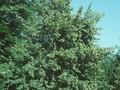 Tilia vulgaris Image 1