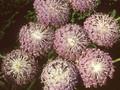 Trachymene caerulea Image 1