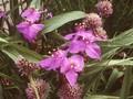 Tradescantia andersoniana Blue Stone Image 1