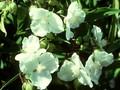 Tradescantia andersoniana Innocence Image 1