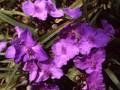 Tradescantia andersoniana J C Weguelin Image 1