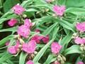 Tradescantia andersoniana Karminglut Image 1
