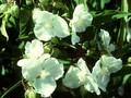 Tradescantia andersoniana L Innocence Image 1
