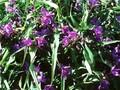 Tradescantia andersoniana Leonora Image 1