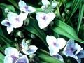 Tradescantia andersoniana Osprey Image 1