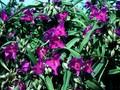 Tradescantia andersoniana Purewell Giant Image 1