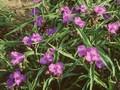 Tradescantia andersoniana Zwanenburg Blue Image 1