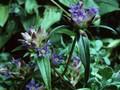Tretorhiza cruciata Image 1