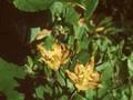 Tricyrtis bakeri Image 1