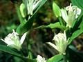 Tricyrtis hirta Alba Image 1