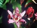 Tricyrtis hirta formosa Image 1