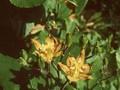 Tricyrtis latifolia Image 1