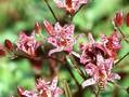 Tricyrtis macropoda Image 1