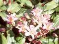 Tricyrtis Tojen Image 1