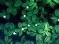 Trientalis europaea Image 1