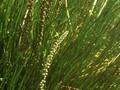 Triglochin maritimum Image 1