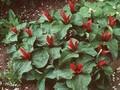 Trillium sessile Image 1