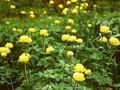 Trollius Earliest of All Image 1